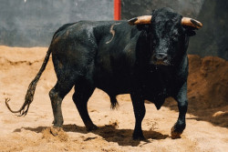 Os Toiros da Ganadaria San Pelayo para a corrida de hoje.